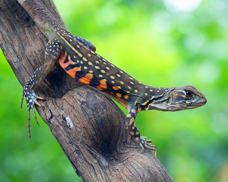 Butterfly Agama ~ Sub Adult